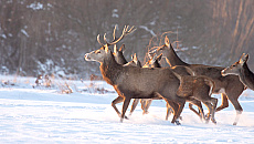 Wilk spłoszył stado jeleni. Dzikie zwierzęta zagrożeniem na drogach Wilk spłoszył stado jeleni. Dzikie zwierzęta zagrożeniem na drogach